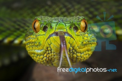 Trimeresurus Purpureomaculatus Stock Photo