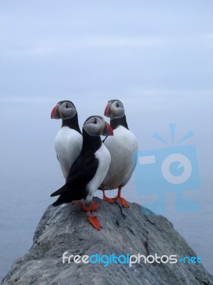 Trio Of Puffins Stock Photo