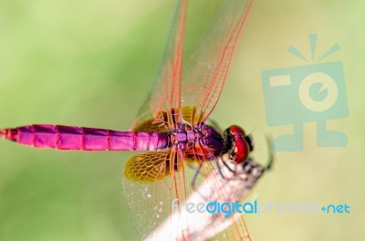 Trithemis Aurora Male Stock Photo