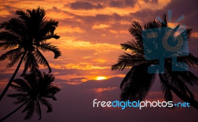 Tropical Beach On Sunset With Silhouette Palm Trees Stock Photo