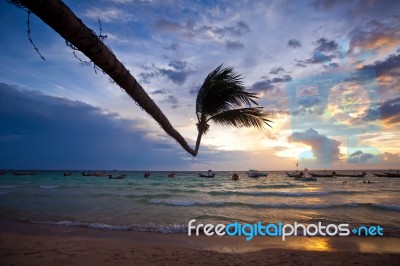 Tropical Beach With Palm Stock Photo