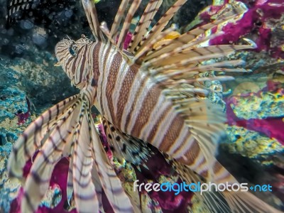 Tropical Fish Lionfish Under  Water Stock Photo