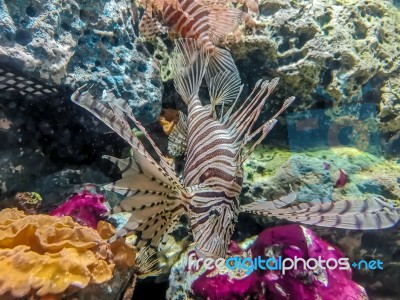 Tropical Fish Lionfish Under  Water Stock Photo