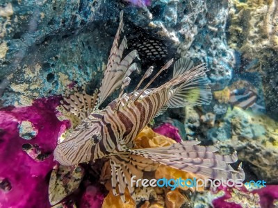 Tropical Fish Lionfish Under  Water Stock Photo