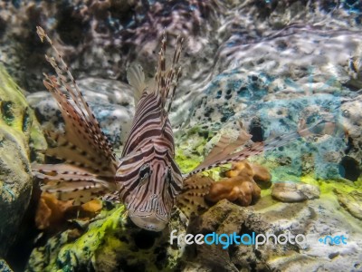 Tropical Fish Lionfish Under  Water Stock Photo