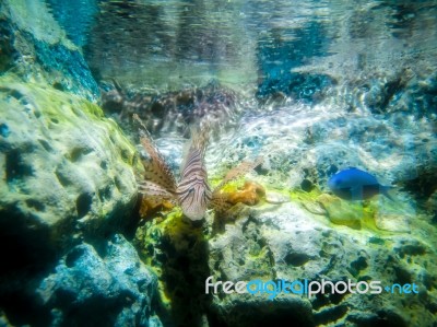 Tropical Fish Lionfish Under  Water Stock Photo