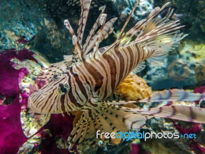 Tropical Fish Lionfish Under  Water Stock Photo