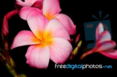 Tropical Flower Stock Photo