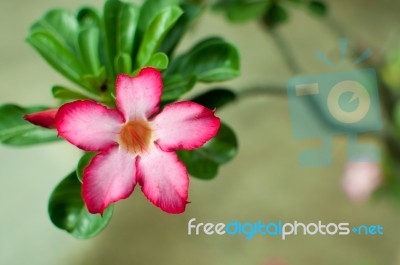 Tropical Flower Pink Adenium,desert Rose. ???????? Stock Photo