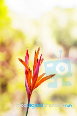 Tropical Flowers Of Beautiful Stock Photo