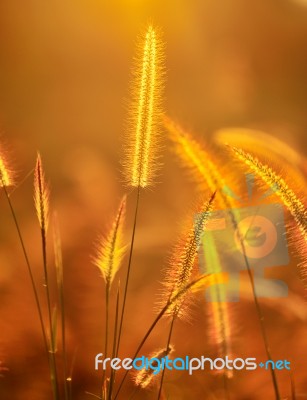 Tropical Grass Stock Photo