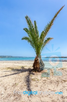 Tropical Palm Tree On Sandy Beach Stock Photo