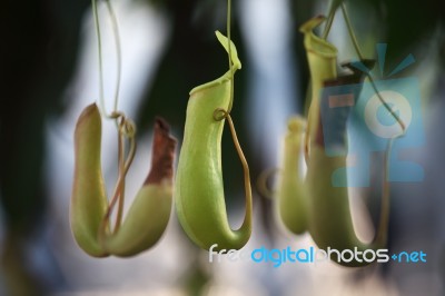 Tropical Pitcher Plant Stock Photo