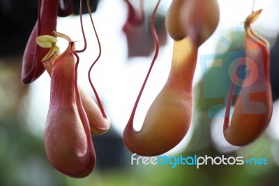 Tropical Pitcher Plant Stock Photo