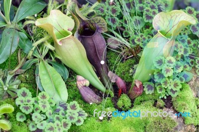 Tropical Pitcher Plant Stock Photo