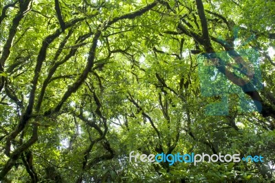 Tropical Rain Forest Stock Photo