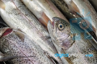 Trout For Dinner Stock Photo