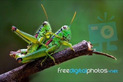 True Love Of Grasshoppers Stock Photo