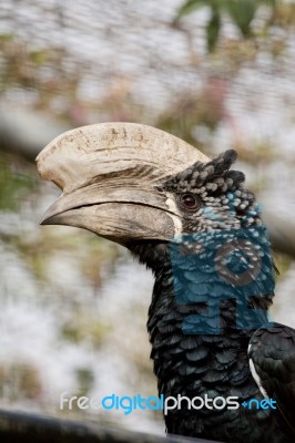 Trumpeter Hornbill Stock Photo