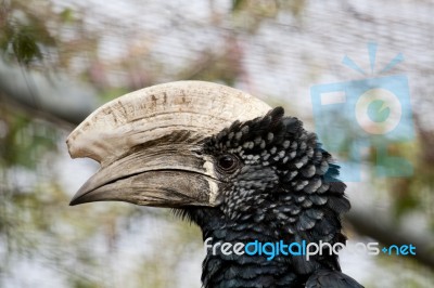 Trumpeter Hornbill Stock Photo