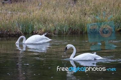 Trumpeter Swan Stock Photo