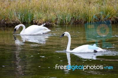 Trumpeter Swan (cygnus Buccinator) Stock Photo