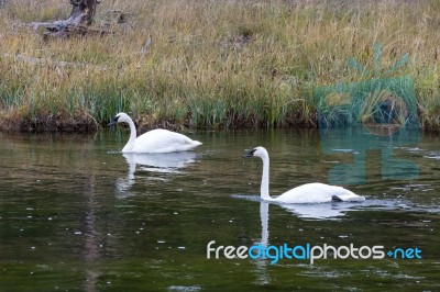 Trumpeter Swan (cygnus Buccinator) Stock Photo