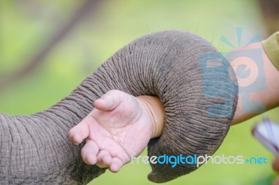 Trunk Of Elephant Stock Photo