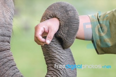 Trunk Of Elephant Stock Photo