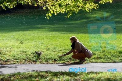 Trying To Handfeed A Grey Squirrel Stock Photo