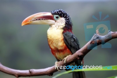 Tucan Bird Sitting On Branch At The Zoo Stock Photo