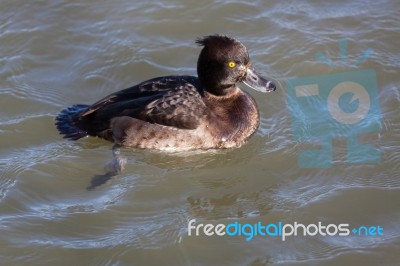 Tufted Duck (aythya Fuligula) Stock Photo