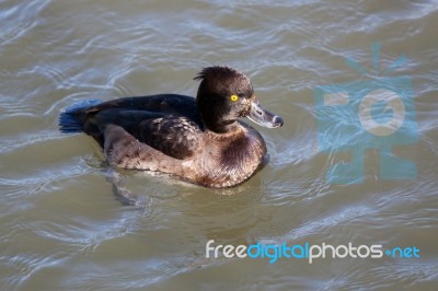 Tufted Duck (aythya Fuligula) Stock Photo