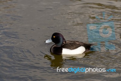 Tufted Duck (aythya Fuligula) Stock Photo