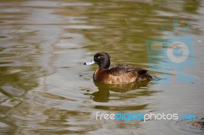 Tufted Duck (aythya Fuligula) Stock Photo