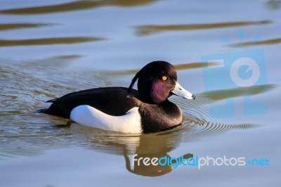 Tufted Duck (aythya Fuligula) On The Water At Warnham Nature Res… Stock Photo