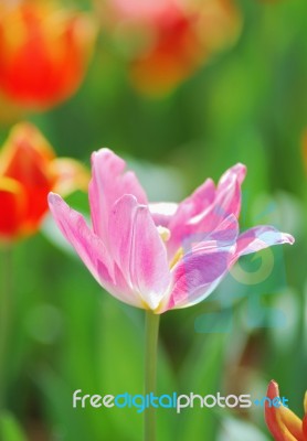 Tulip Stock Photo