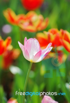 Tulip Stock Photo