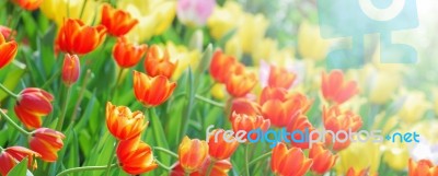 Tulip Stock Photo