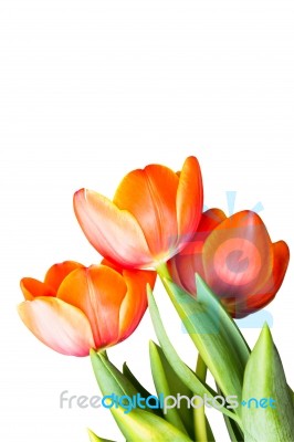 Tulip Stock Photo