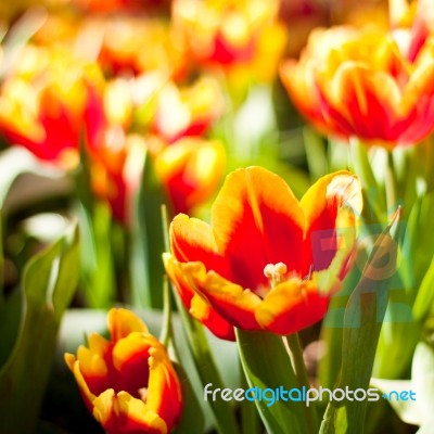 Tulip Stock Photo