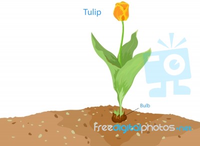 Tulip Stock Image