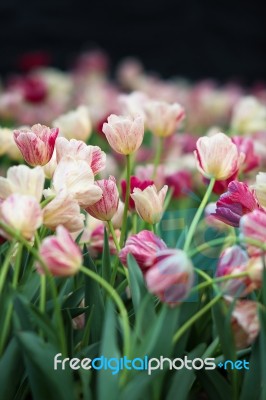 Tulip Stock Photo