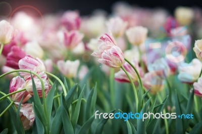 Tulip Stock Photo