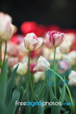 Tulip Stock Photo