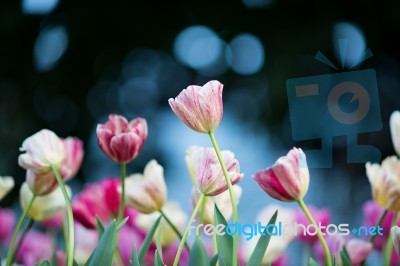 Tulip Stock Photo