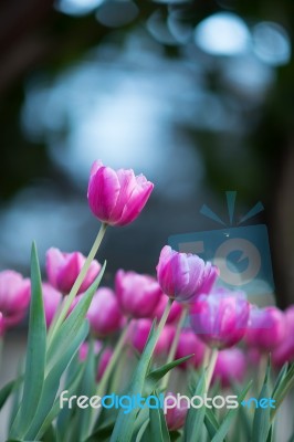 Tulip Stock Photo