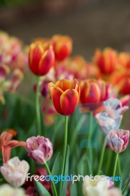 Tulip Stock Photo