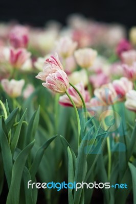 Tulip Stock Photo