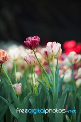 Tulip Stock Photo